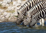 Zebras Drinking Water 