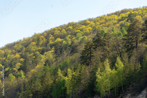 Mixed forest against the sky. © denis