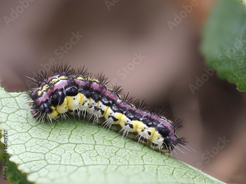 Trauerwidderchen (Aglaope infausta) photo