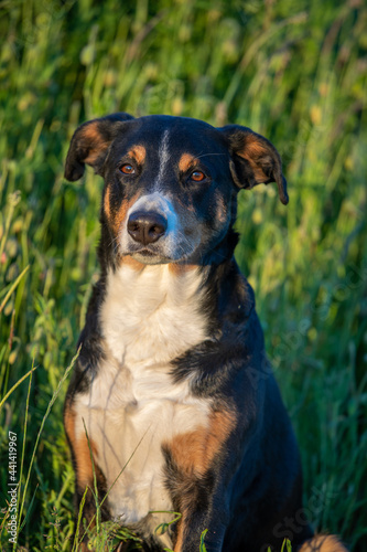 dog sitting in the grass outdoors - Appenzeller Sennenhund © Vince Scherer 
