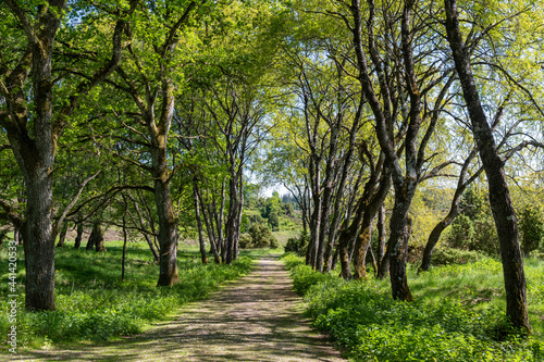 gravel road in the countryside leading through an idyllic alley of tall green trees in the summer photo