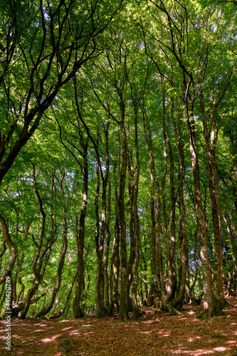 beech trees in the summertime in the Rold Skov forest in northern Denmark © makasana photo