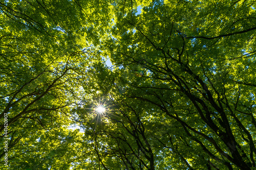 lush green canopy of beech trees with a sun star and rays of sunlight peeking through