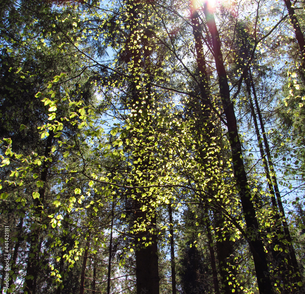 Fototapeta premium Schönes Bruckmühl: Waldspaziergang im Frühling