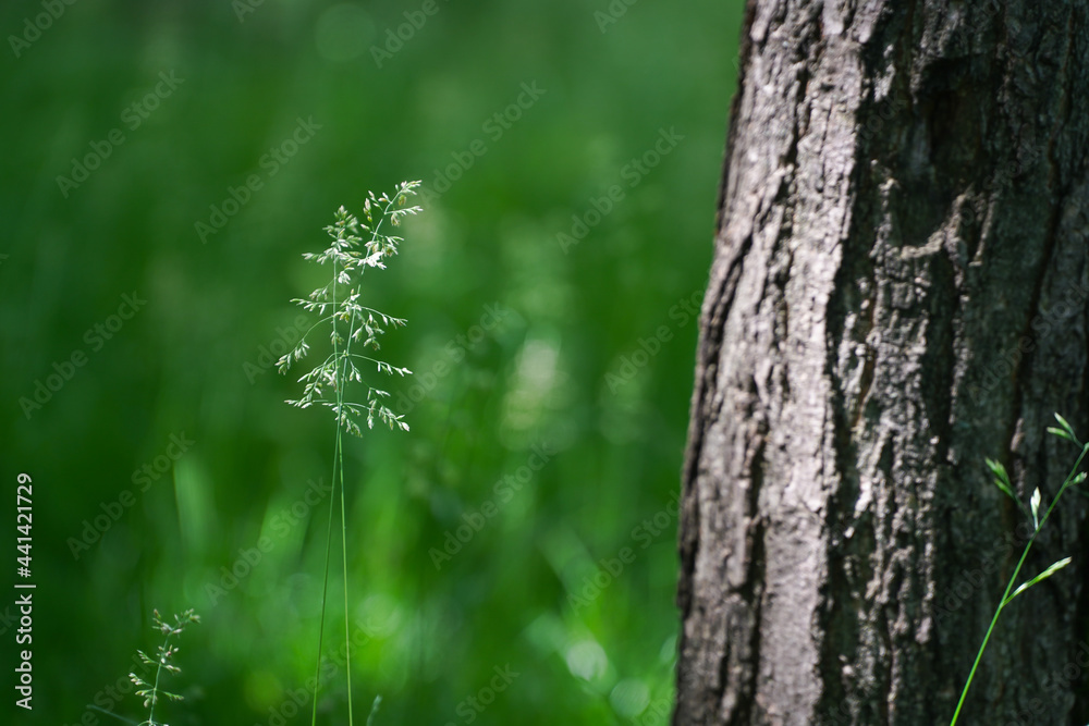 vegetation. detail of vegetation during the day. vegetation. detail of vegetation during the day.