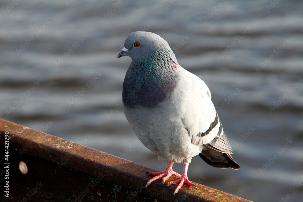 Obraz premium Taube, Stadttaube, Wildtaube, Vegesack, HS Bremen, Deutschland, Europa -- Pigeon, City pigeon, Wild pigeon, Vegesack, HS Bremen, Germany, Europe