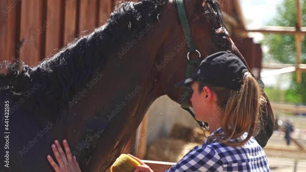 Horsewoman giving a bath to her Bay horse in the stable during the