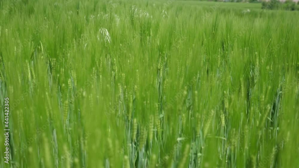 Green spikelets of field grass waving under bursts of wind on a sunny day Green spikelets of field grass waving under bursts of wind on a sunny day