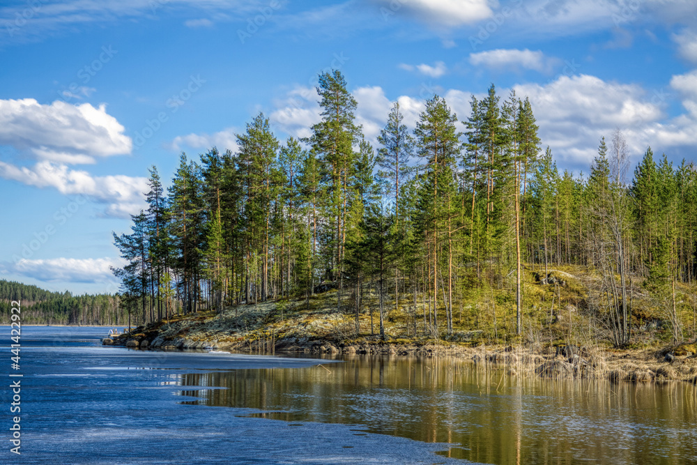 Fototapeta premium pine forest reflection in the lake in the Salamajarvi National Park, Finland.