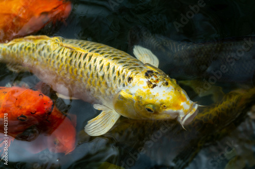 Fancy carp swimming in a pond. Fancy Carps Fish or Koi Swim in Pond, Movement of Swimming and Space. © Jerawat Supajirakit