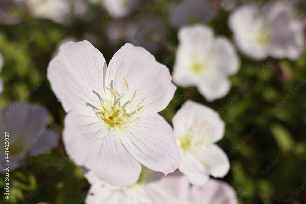 Pale pink flower of Oenothera stemless close-up Pale pink flower of Oenothera stemless close-up