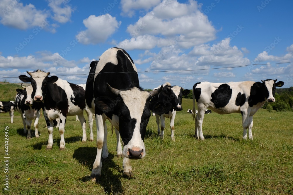 A herd of black and white cows stands on a green meadow and looks at lens