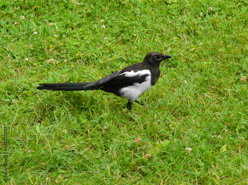 Eurasian magpie or common magpie (Pica pica) on grass Eurasian magpie or common magpie (Pica pica) on grass
