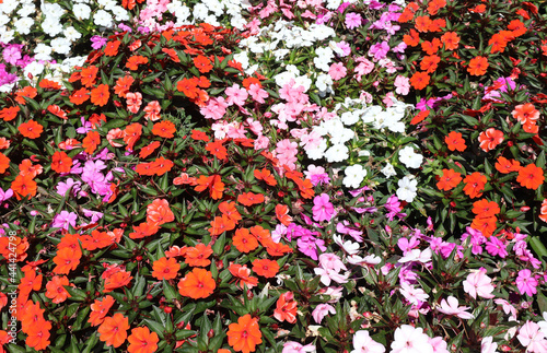 colorful background with many blossomed flowers which are called New Guinea or impatiens walleriana photo