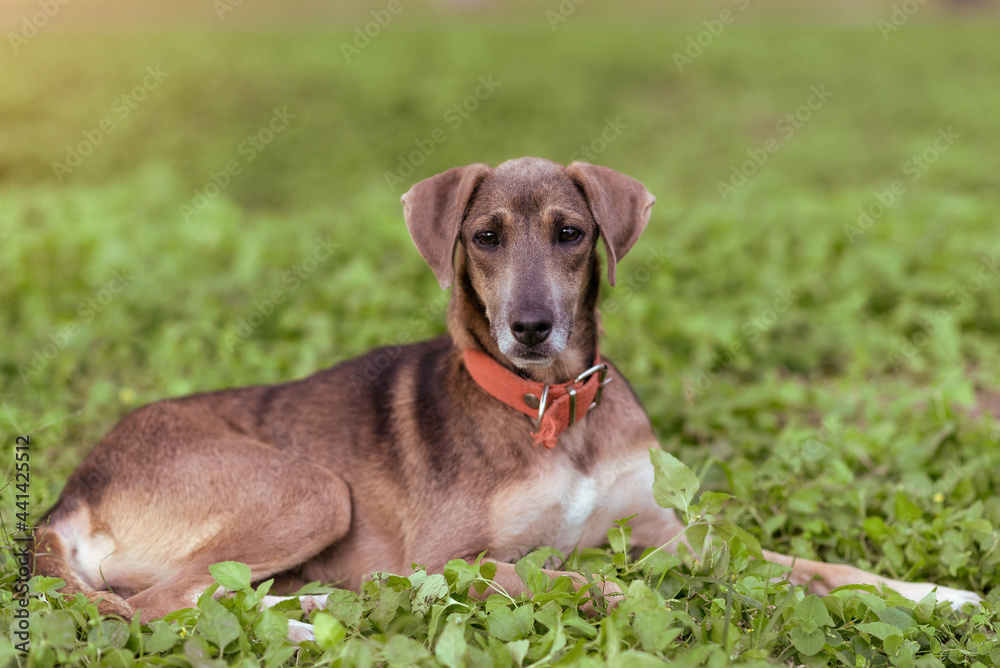 Dog on grass at the park looking at camera during sunset Dog on grass at the park looking at camera during sunset