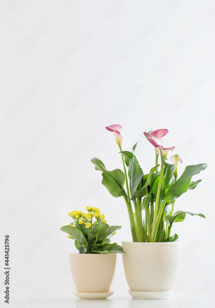 pink calla lily and yellow kalanchoe   in flower pot on white background