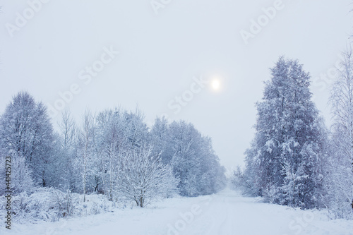 winter snowy cloudy landscape with trees