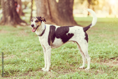 Dog standing in the park