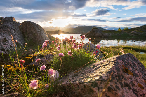 Fototapeta Naklejka Na Ścianę i Meble -  northern flowers in a summer evening on the coast of norway