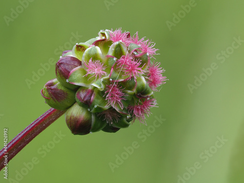 Kleiner Wiesenknopf ( Sanguisorba minor) photo