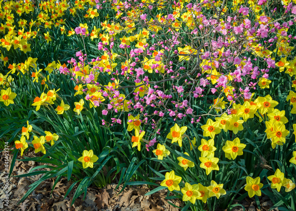 Daffodil and azalea blooms mingle in a colorful springtime display.
