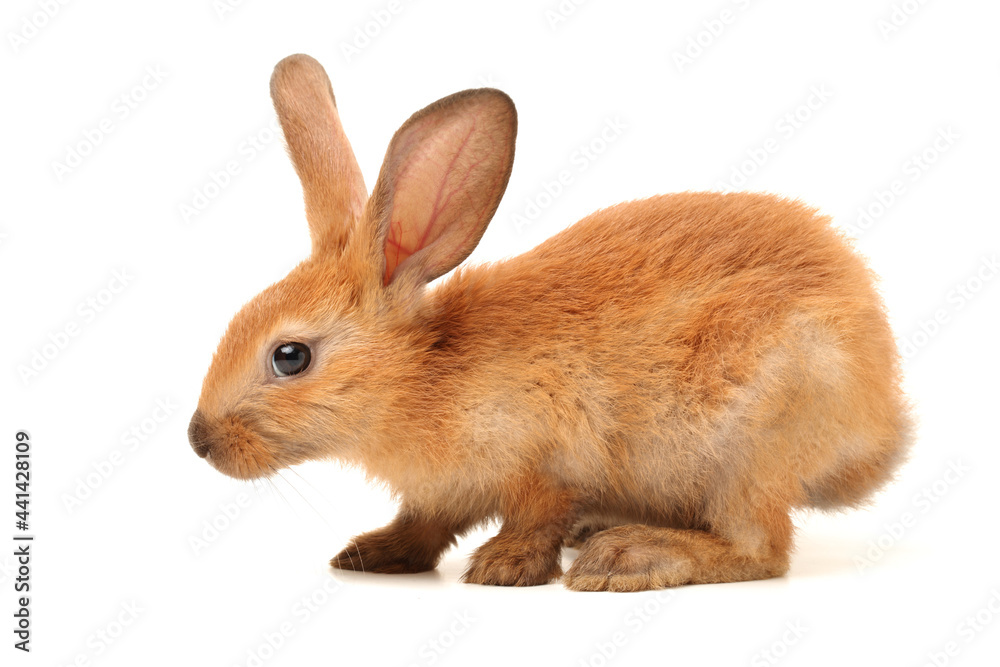 Fototapeta premium rabbit on white background