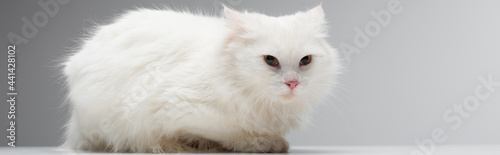 domestic fluffy cat lying on white desk isolated on grey, banner © LIGHTFIELD STUDIOS