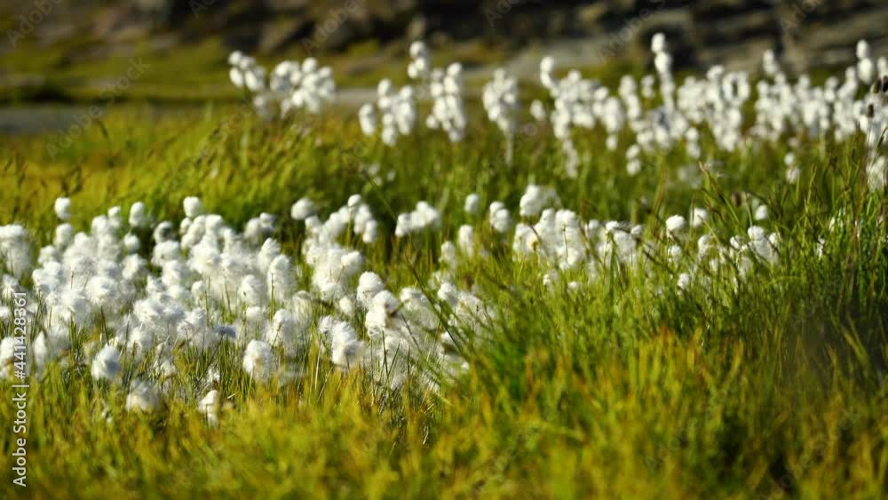 Wool grass moving in the wind at the Riffelsee, Switzerland. Wool grass moving in the wind at the Riffelsee, Switzerland.