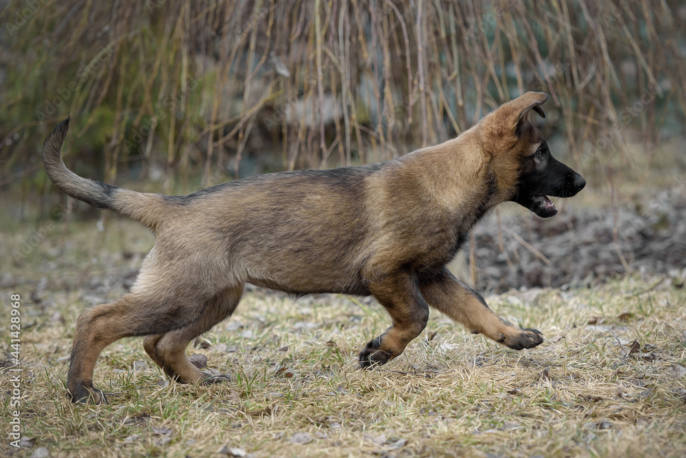 A German shepherd puppy on the street A German shepherd puppy on the street
