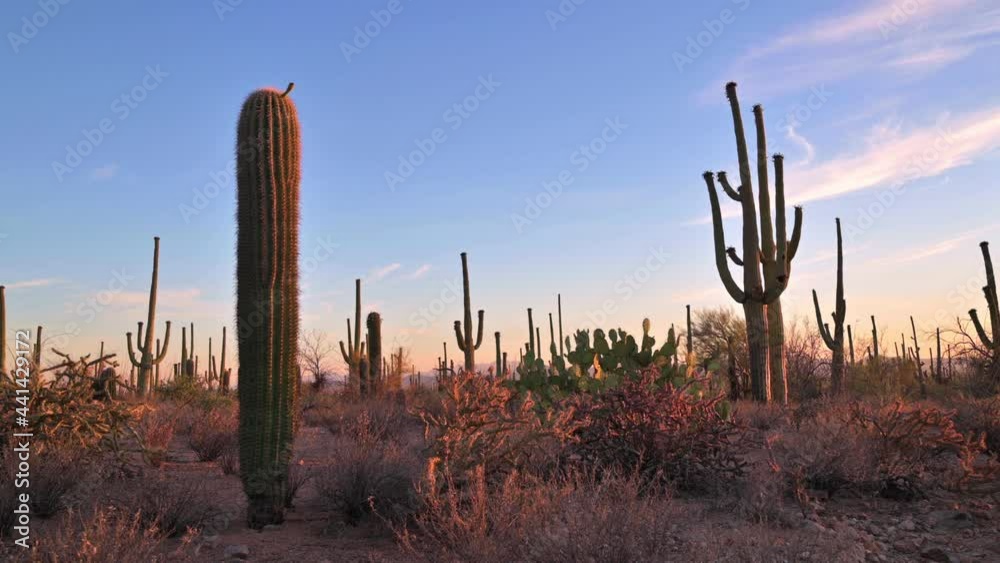 Lovely Pastel Desert Scene With Sidelit Saguaros - wide shot Lovely Pastel Desert Scene With Sidelit Saguaros - wide shot