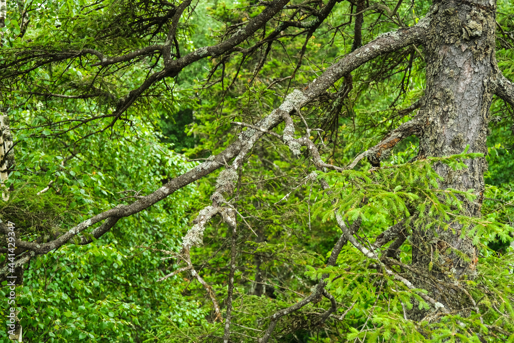 Old tree trunks in a natural park. Beautiful views.
