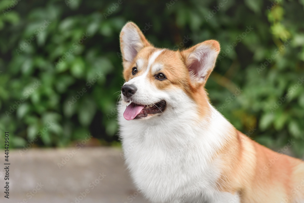 corgi dog in the park corgi dog in the park