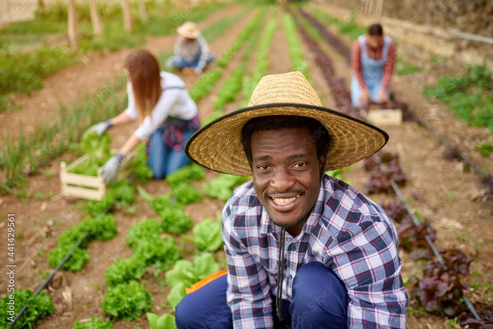 Black farmer with unrecognizable partners harvesting lettuce on plantation