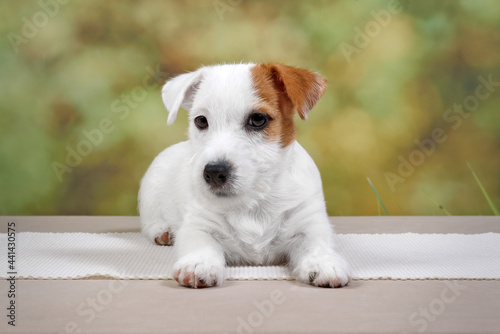 Jack Russell terrier on a green background