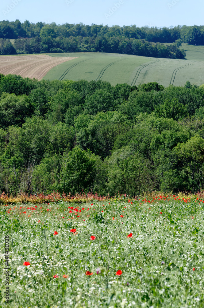 Wild flowers and Hills of the Reims mountain regional nature park