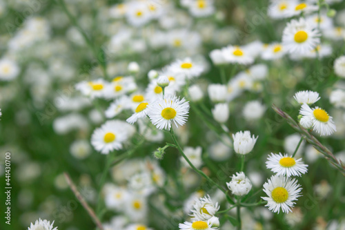 Camomile field. Blooming daisies in nature. Natural background.