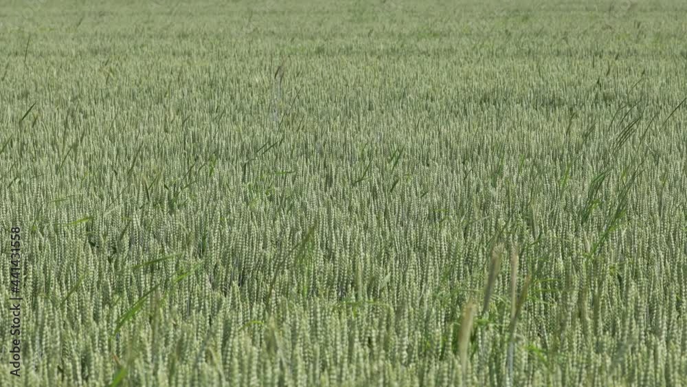 A green field of wheat A green field of wheat