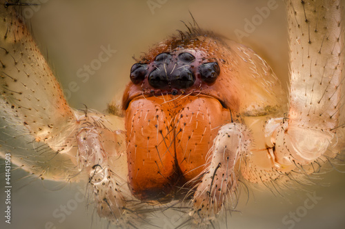 macro of a spider photo