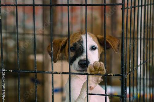 rescued puppy wants to get out from the cage