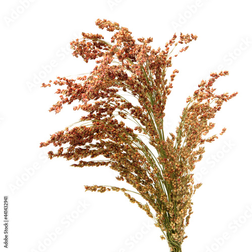 sorghum - sorghum field on white background