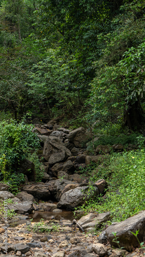 Fototapeta premium stream in the forest