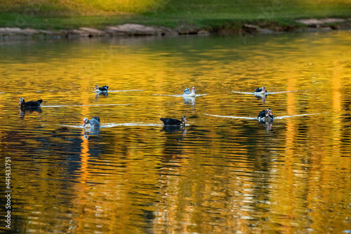 Muscovy Ducks © Betty Rong
