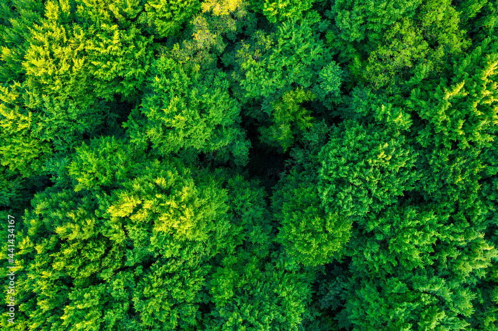 Aerial view of the forest