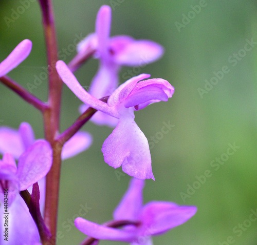 Macro detail of Lange orchid flower (Orchis langei). Mountain forest track in the Province of Soria, Spain. photo