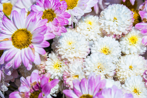 Fototapeta Naklejka Na Ścianę i Meble -  Close-up vivid multi color blossom of Chrysanthemum flower in garden. Beautiful blooming flowers fields background in spring season.