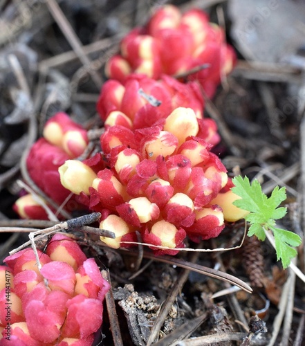 Red and yellow flowering of Cytinus ruber (Fourr.) Fritsch in a mountain setting. Pine forest and rockrose in the province of Soria, Spain. photo