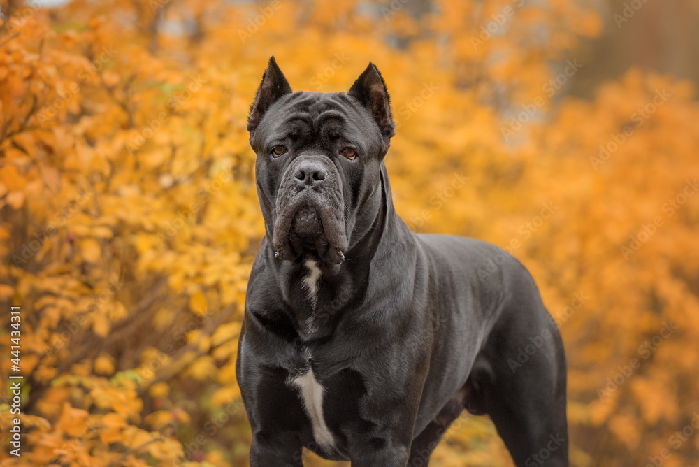 Cane Corso in the park Cane Corso in the park