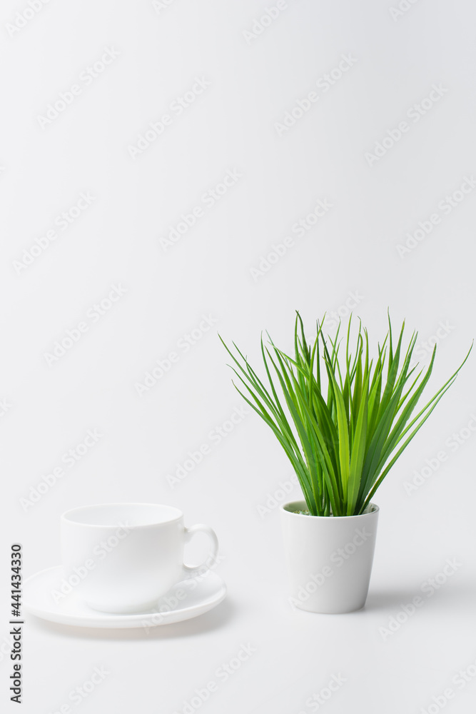green plant near empty cup and saucer isolated on white green plant near empty cup and saucer isolated on white