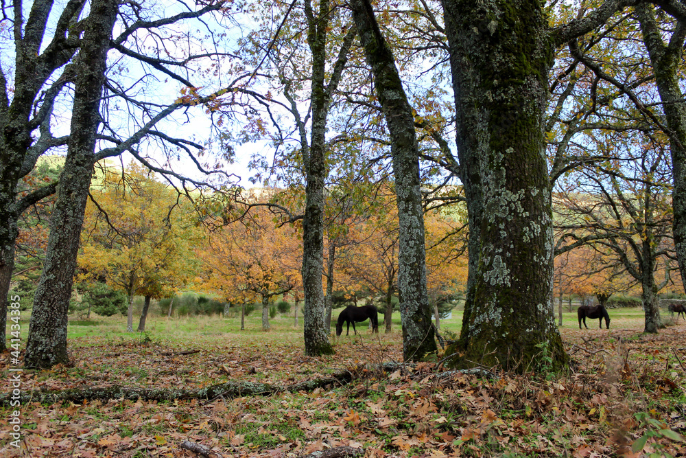 a horse eats in the nature in autumn