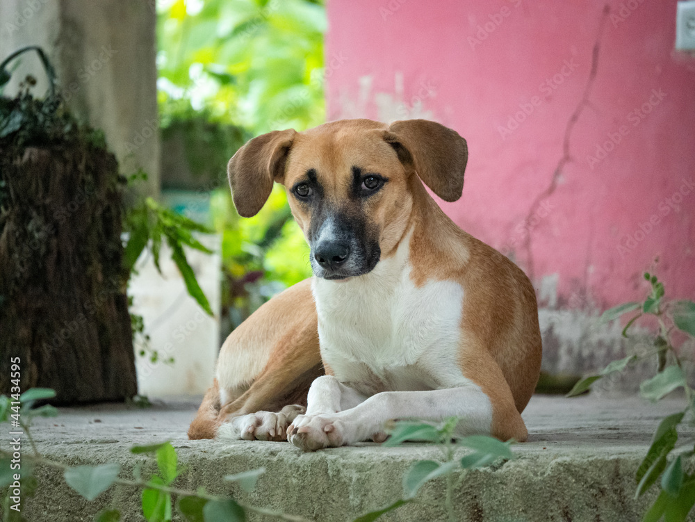 White and Brown Mongrel Dog with Extravism Eyes Lying in the Entry of a Pink House in Minca, Colombia